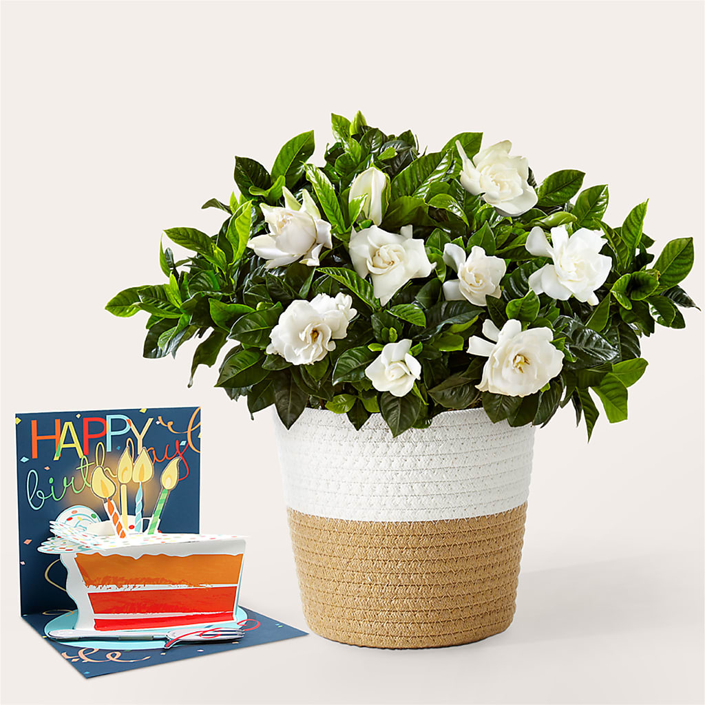Hip Hip Hooray Birthday Bundle